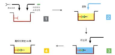 ELISA过程