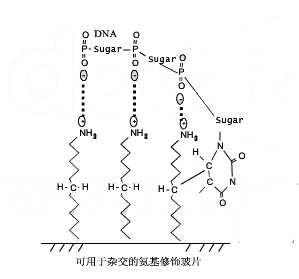 氨基片