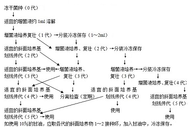 菌种传代图