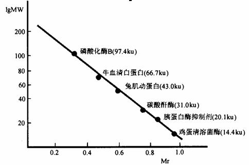 免疫印迹