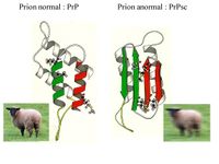 朊粒Prion